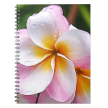 Dream Palette: Franjipani flower