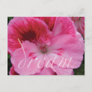 Dream Pink Geranium Blume Postkarte