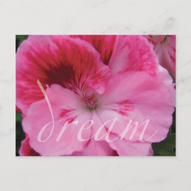 Dream Pink Geranium Blume Postkarte (Vorderseite)