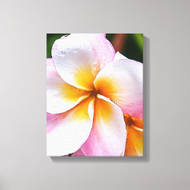 Dream Vorlage: franjipani flower Leinwanddruck