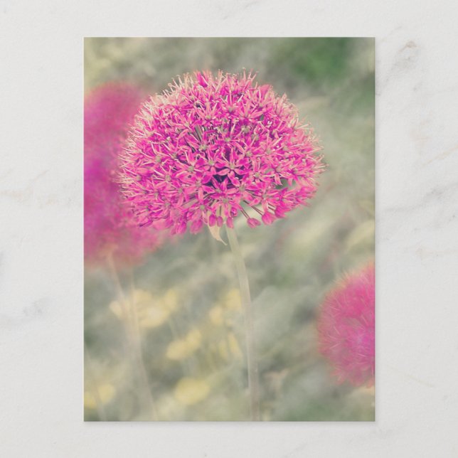 Dreamy Alliums Postkarte (Vorderseite)
