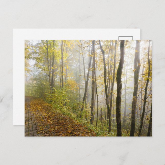 Dreamy autumn park postkarte (Vorne/Hinten)