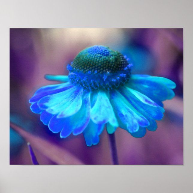 Dreamy Blue Zinnia Abstrakte Blume Kunst, Dichtung Poster (Vorne)