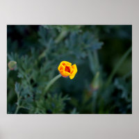 Dreamy California Mohn