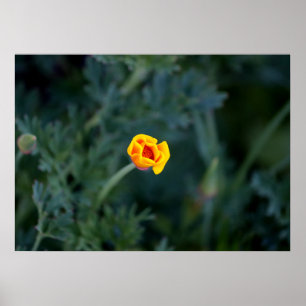 Dreamy California Mohn Poster