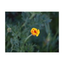 Dreamy California Mohn Poster