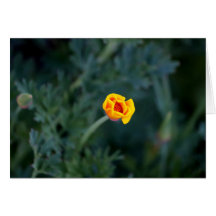 Dreamy California Mohngrusskarte