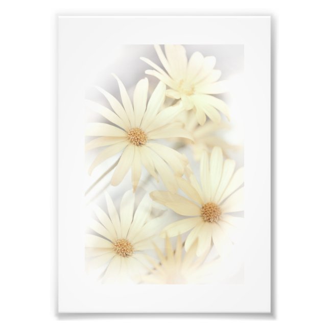 Dreamy Daisies 2 Fotodruck (Vorne)