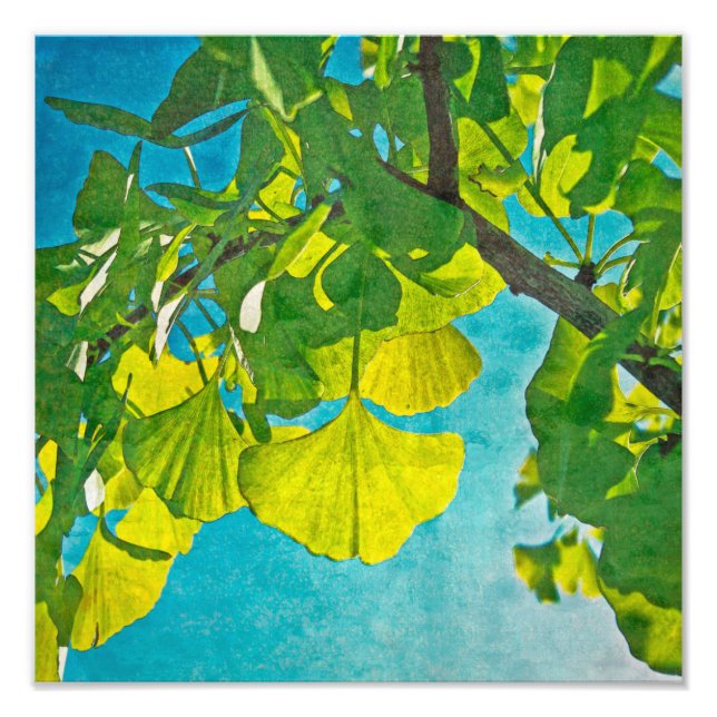 Dreamy Fans Fotodruck (Vorne)