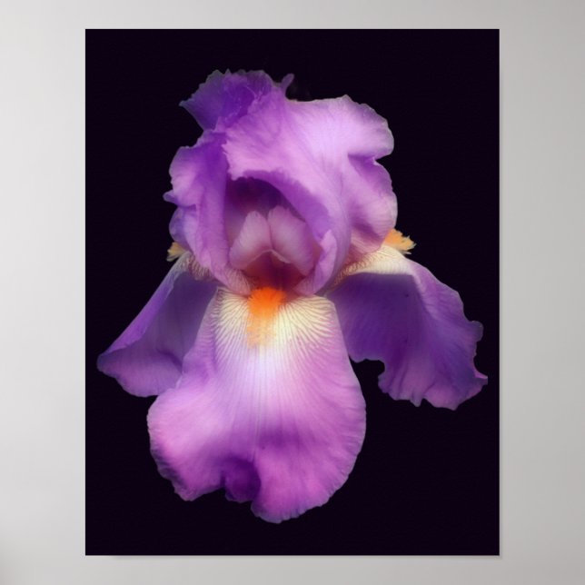 Dreamy Lavender Bartded Iris Blume Poster (Vorne)