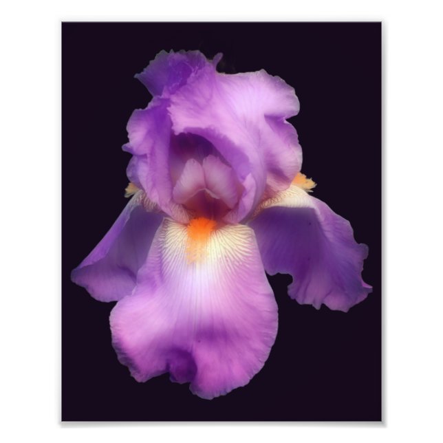 Dreamy Lavender Bearded Iris Blume 8x10 Fotodruck (Vorne)