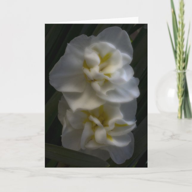 Dreamy Narcissus Karte (Vorderseite)