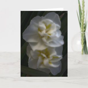 Dreamy Narcissus Karte