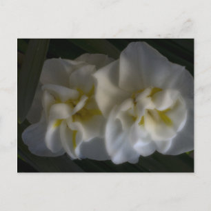 Dreamy Narcissus Postkarte