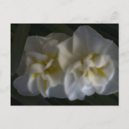 Dreamy Narcissus Postkarte