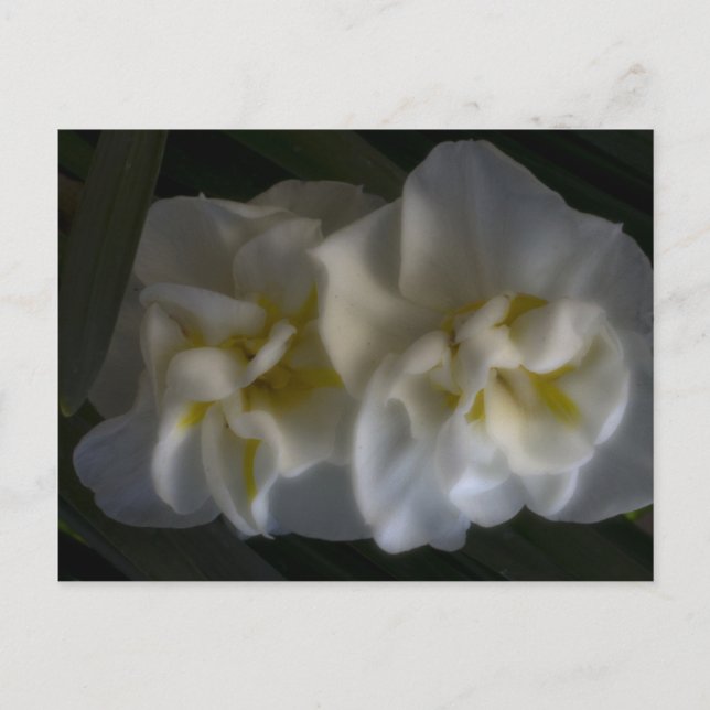 Dreamy Narcissus Postkarte (Vorderseite)
