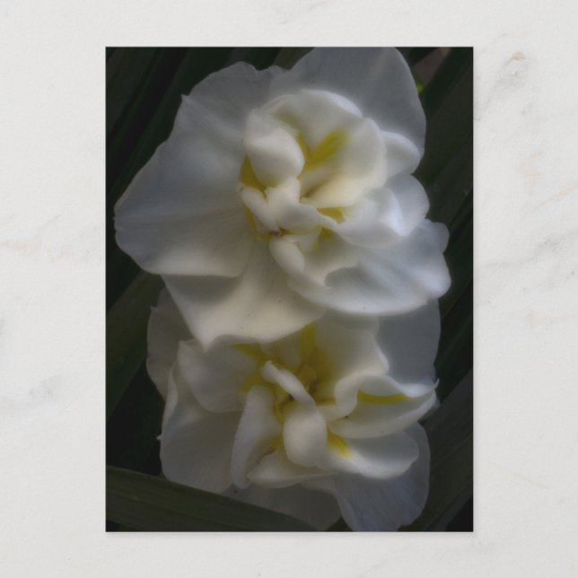 Dreamy Narcissus Postkarte (Vorderseite)