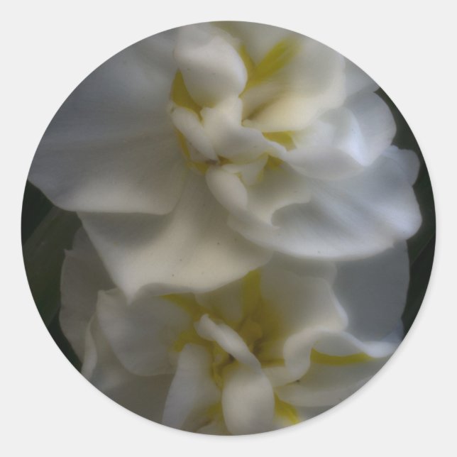 Dreamy Narcissus Runder Aufkleber (Vorderseite)