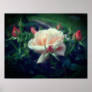Dreamy Peach Rose and Buds Poster