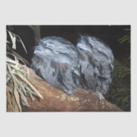 "Dreamy Perch: Sleepy Tawny Frogmouth Owls"