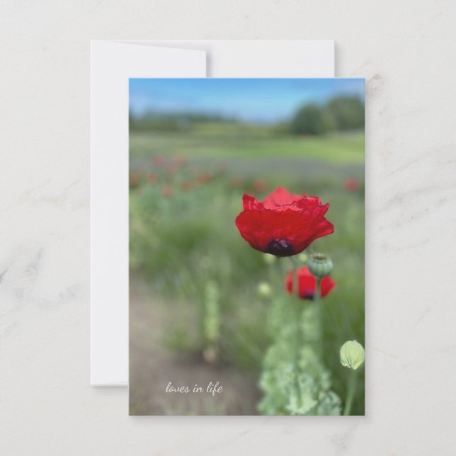Dreamy Red Poppy Mitteilungskarte (Vorderseite)