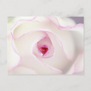 Dreamy Rose Postkarte