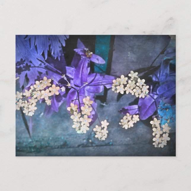 Dreamy Vergiss Me Nots (Myosotis) Postkarte (Vorderseite)