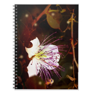 Dreamy Vintage Palestine Caper Blossom Notebook Notizblock