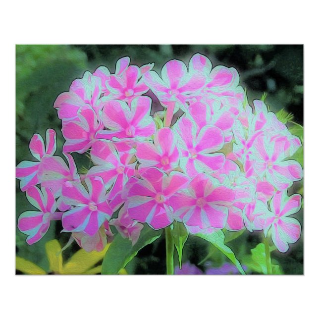 Drehung Phlox (Pink und Weiß) Poster (Vorderseite)