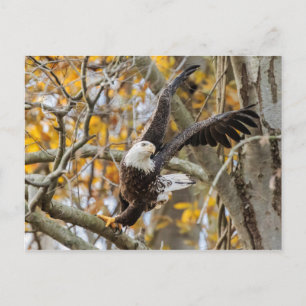 Drehung und Adler Postkarte
