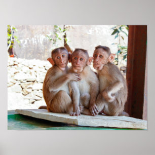 Drei Affen zusammen Wildtiere Poster