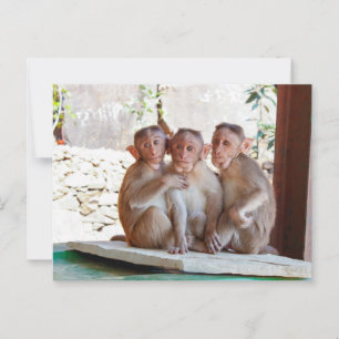 Drei Affen zusammen Wildtiere Postkarte