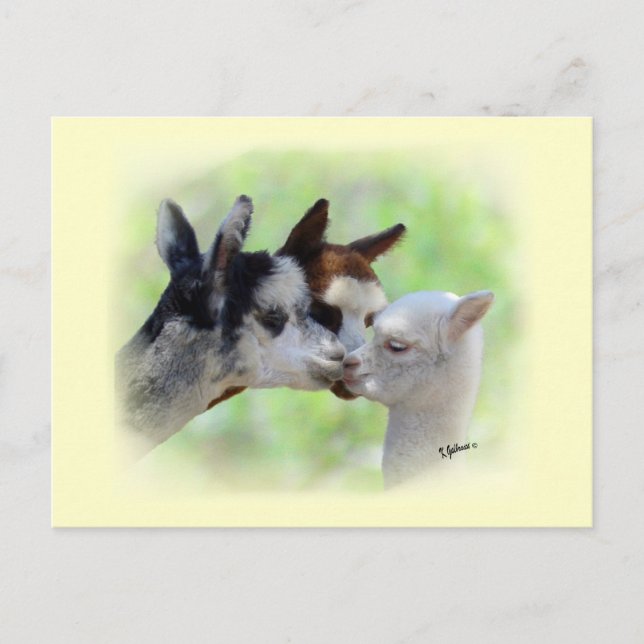 Drei Alpacas Postkarte (Vorderseite)