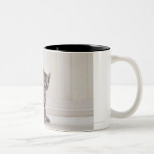 Drei Amerikaner Shorthair Kätzchen Zweifarbige Tasse