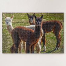 Drei Amigos Alpacas