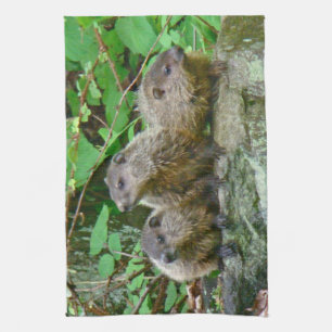 Drei Baby Groundhogs Geschirrtuch