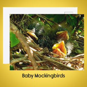 Drei Baby Spottdrosseln im Nest Wildlife-Foto Postkarte
