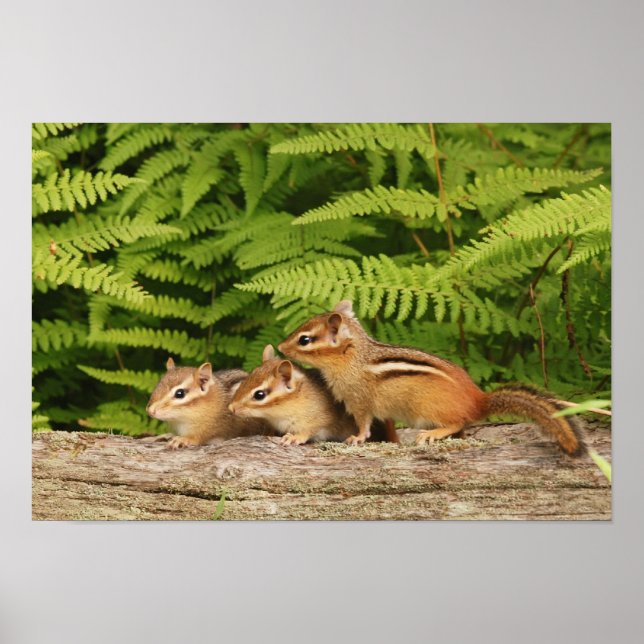 drei Babychipmunken Poster (Vorne)
