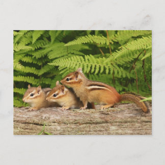 drei Babychipmunken Postkarte