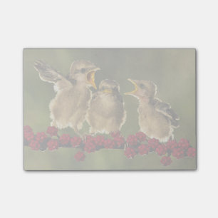Drei BabyLanius Schach Vögel Post-it Klebezettel