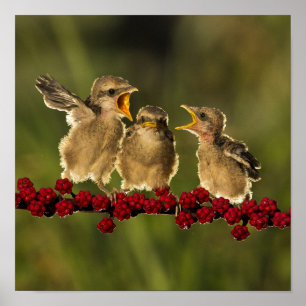 Drei BabyLanius Schach Vögel Poster