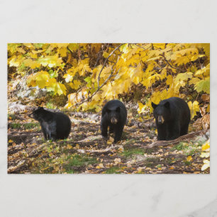 Drei Bären Briefpapier