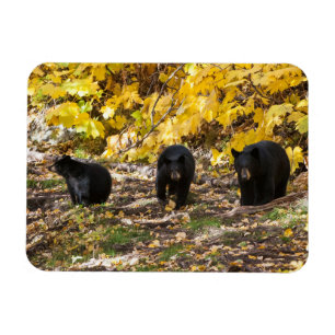 Drei Bären Magnet