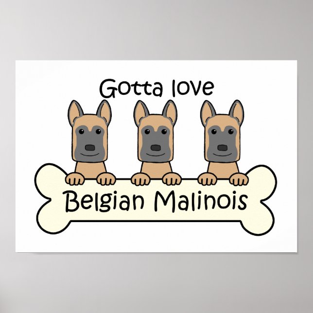 Drei belgische Malinois Poster (Vorne)