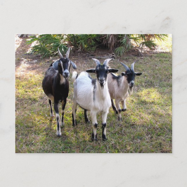 Drei Billy Goats - Postkarte (Vorderseite)