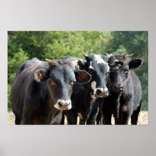 Drei Black Baldy Calves Poster