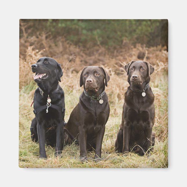 Drei Black Labrador Retrievers Magnet (Vorne)