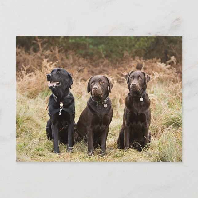 Drei Black Labrador Retrievers Postkarte (Vorderseite)
