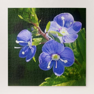 Drei blaue Blumen