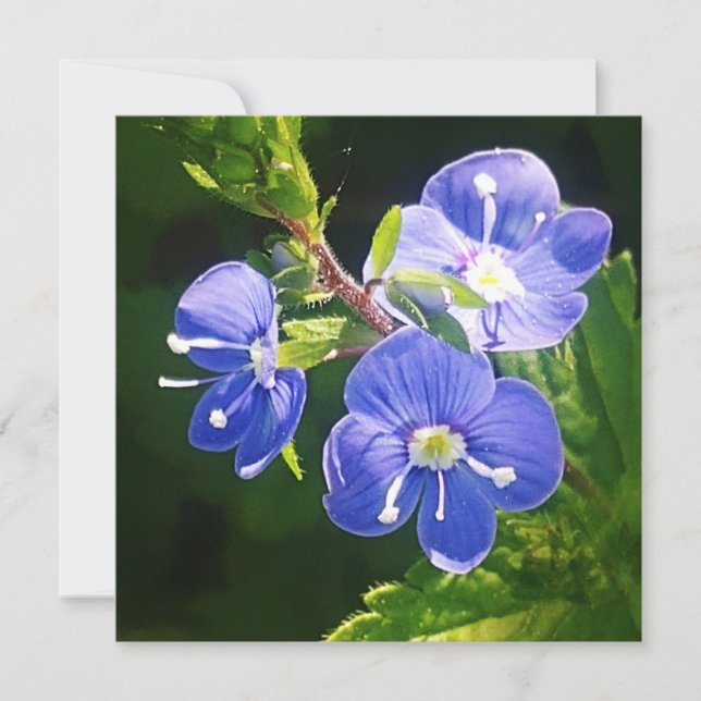 Drei blaue Blumen-Flachkarte (Vorderseite)